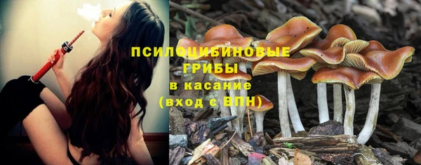 твердый Аркадак